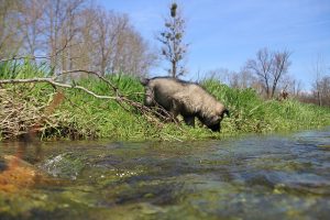 comme-chiens-et-loups 144