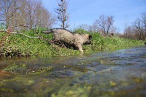 comme-chiens-et-loups 145