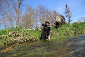 comme-chiens-et-loups 150