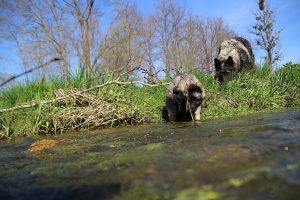 comme-chiens-et-loups 151