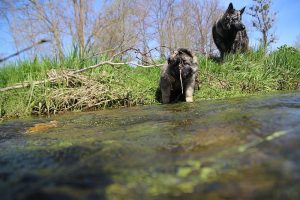 comme-chiens-et-loups 152