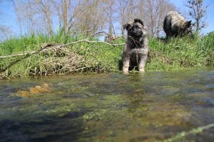 comme-chiens-et-loups 153