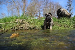 comme-chiens-et-loups 154