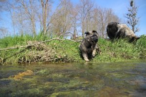 comme-chiens-et-loups 155