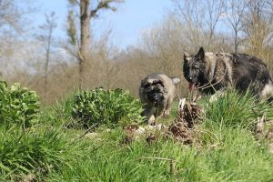 comme-chiens-et-loups 159