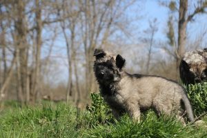 comme-chiens-et-loups 163