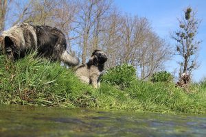 comme-chiens-et-loups 181