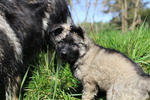 comme-chiens-et-loups 187