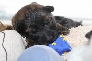 comme-chiens-et-loups 052