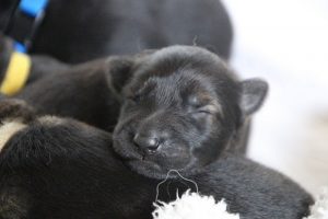 comme-chiens-et-loups 059
