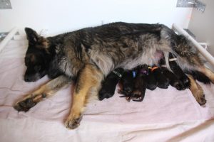 comme-chiens-et-loups 059