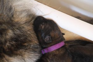comme-chiens-et-loups 092