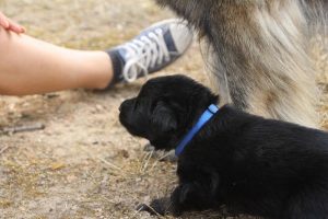 comme-chiens-et-loups 159