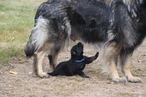 comme-chiens-et-loups 160