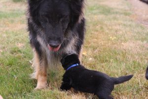 comme-chiens-et-loups 185