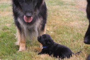 comme-chiens-et-loups 186