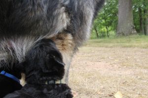 comme-chiens-et-loups 210