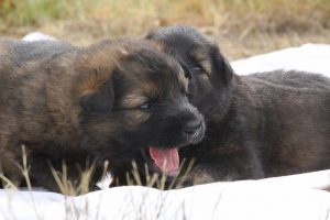 comme-chiens-et-loups 228