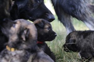 comme-chiens-et-loups 020