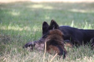 comme-chiens-et-loups 050