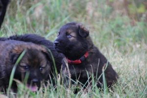 comme-chiens-et-loups 109