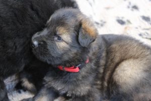 comme-chiens-et-loups 123