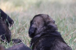 comme-chiens-et-loups 140