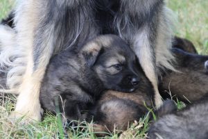 comme-chiens-et-loups 164