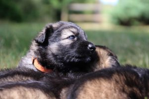 comme-chiens-et-loups 179