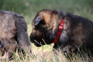 comme-chiens-et-loups 181