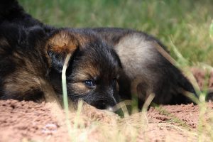 comme-chiens-et-loups 185