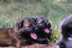 comme-chiens-et-loups 192