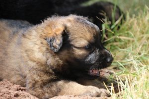 comme-chiens-et-loups 193