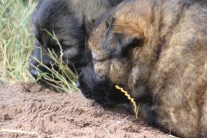 comme-chiens-et-loups 194