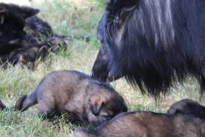 comme-chiens-et-loups 198