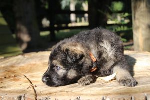 comme-chiens-et-loups 198