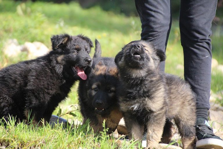 Vente De Chiot Berger Allemand à Dos Droit