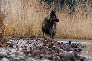 IMG_4694