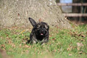 bleuIMG_6491