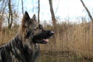 IMG_8934