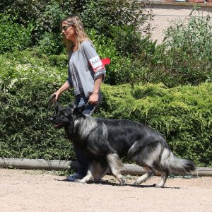 Mustang Comme Chiens et Loups