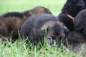 Altdeutsche-schaferhund