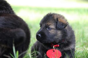 Altdeutsche-schaferhund