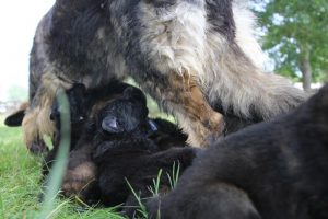 Altdeutsche-schaferhund