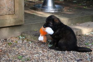 jouet-peluche-ancol