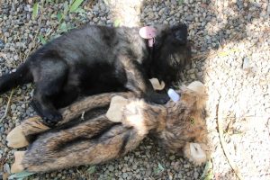 IMG_1028-chiot-berger-alleman