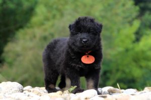 altdeutcher-schaferhund0005