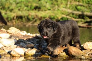 altdeutsche-shaferhunde-comme-chiens-et-loups0001