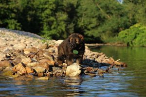 altdeutsche-shaferhunde-comme-chiens-et-loups0002