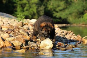 altdeutsche-shaferhunde-comme-chiens-et-loups0003